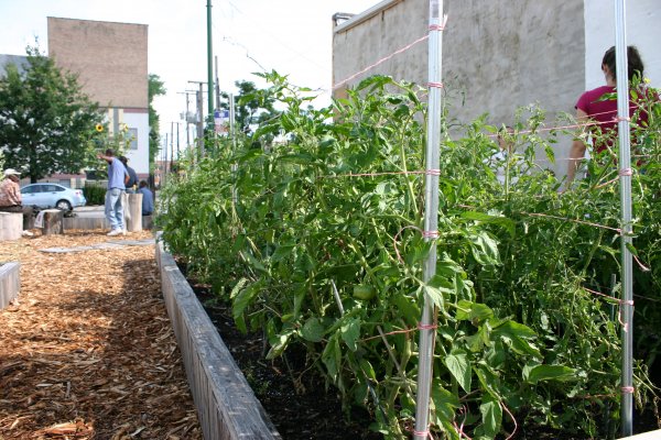 At the Bronzeville Community Garden, produce is grown to be used by the community.